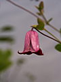 Clematis texensis Princess Diana IMG_7200 Powojnik